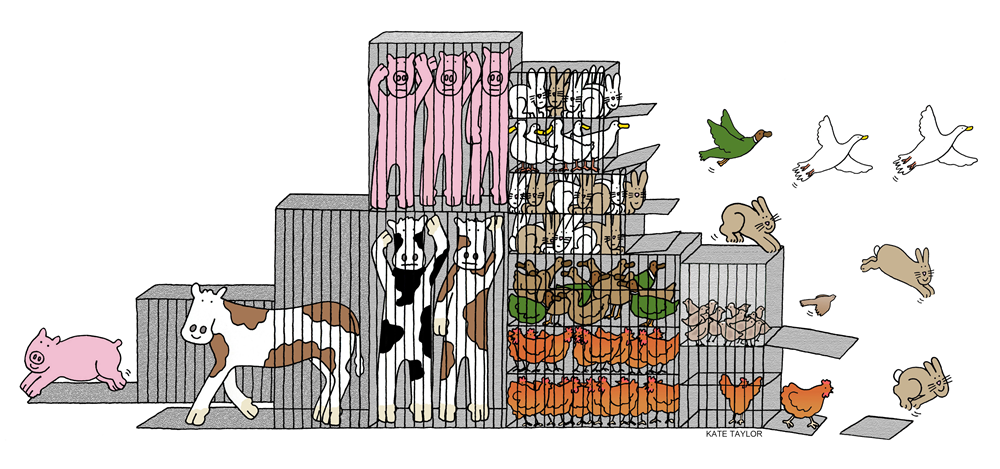 80925 © Compassion In World Farming