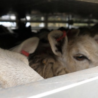 Activists around the world demand a global ban on live exports
