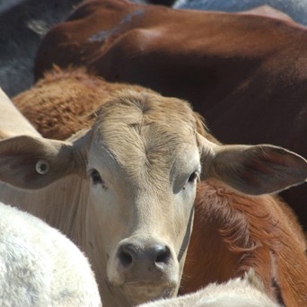 Compassion Alarmed by UK Trade Deal with Australia