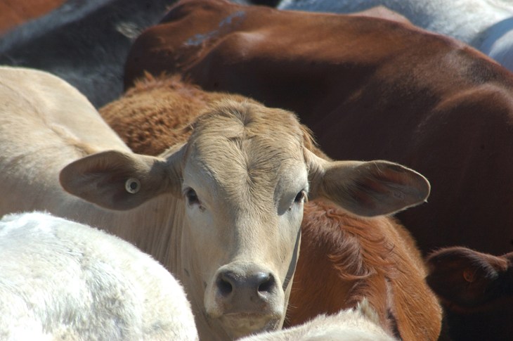 Cattle Istock