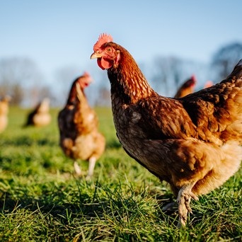 Top European egg producer Eurovo makes cage-free pledge