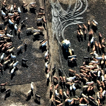 Compassion alarmed by UK trade deal with Australia signed today