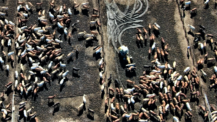 Arial photo of cows in a feedlot