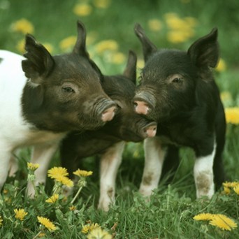 EU announces historic cage ban