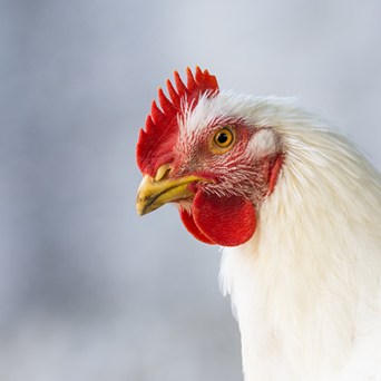 M&S awarded for landmark move on chicken welfare