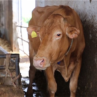 Parmesan Consortium urged to make commitment to end suffering of thousands of cows