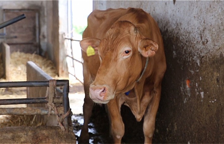 Parmesan Investigation 2017