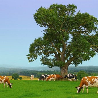 Compassion's response to the sixth report of the Intergovernmental Panel on Climate Change