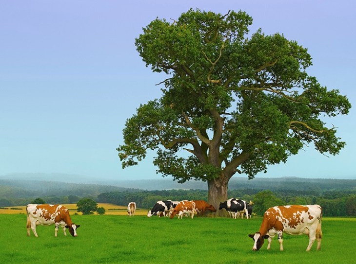 cows grazing in a field