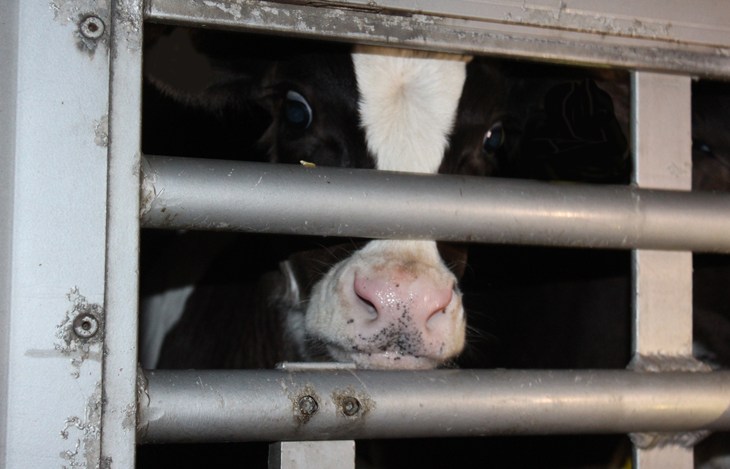 UK calf in truck for exportation