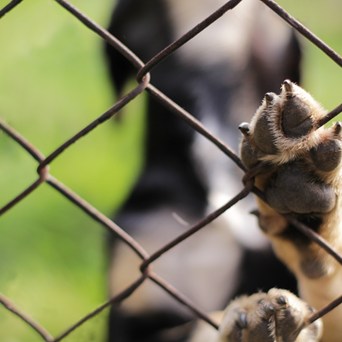 Animal charities join forces to urge PM to give urgent help to Afghanistan animal rescue