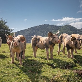 Government petition response falls short