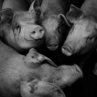UK Government must finally take action to end CO2 pig slaughter