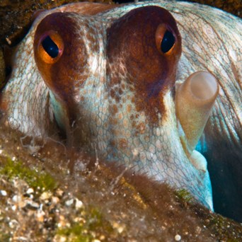 Cruel and unsustainable octopus farm must be scrapped