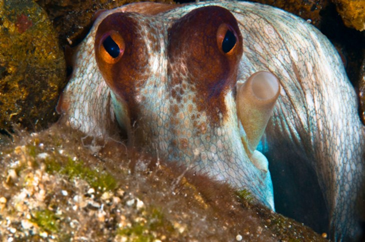 Octopus looking at the camera