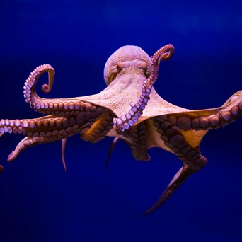 Octopus Farming: A Recipe for Disaster