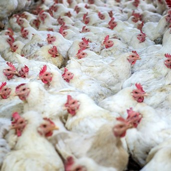 Experts agree intensification won’t solve climate crisis