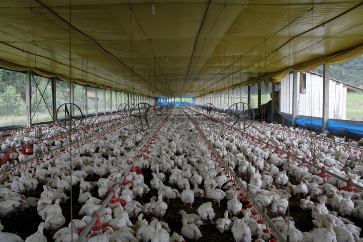 Barn overcrowded with chickens