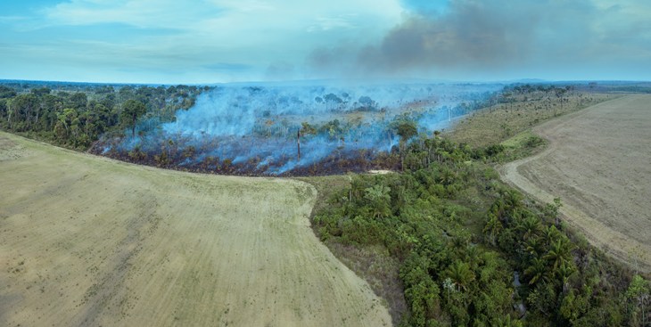 Deforestation Image