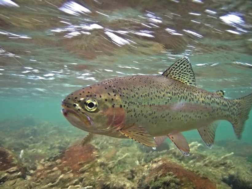 Rethinking Fish