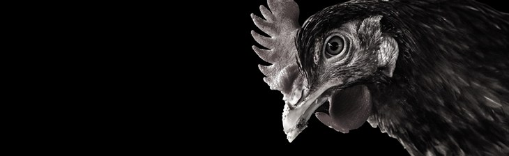 Eggtrack 2021 Homepage Slider Image