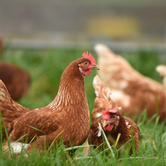 Global cage-free progress increasing