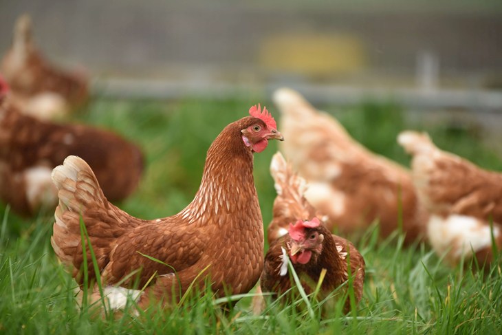 Laying hens outside in pasture
