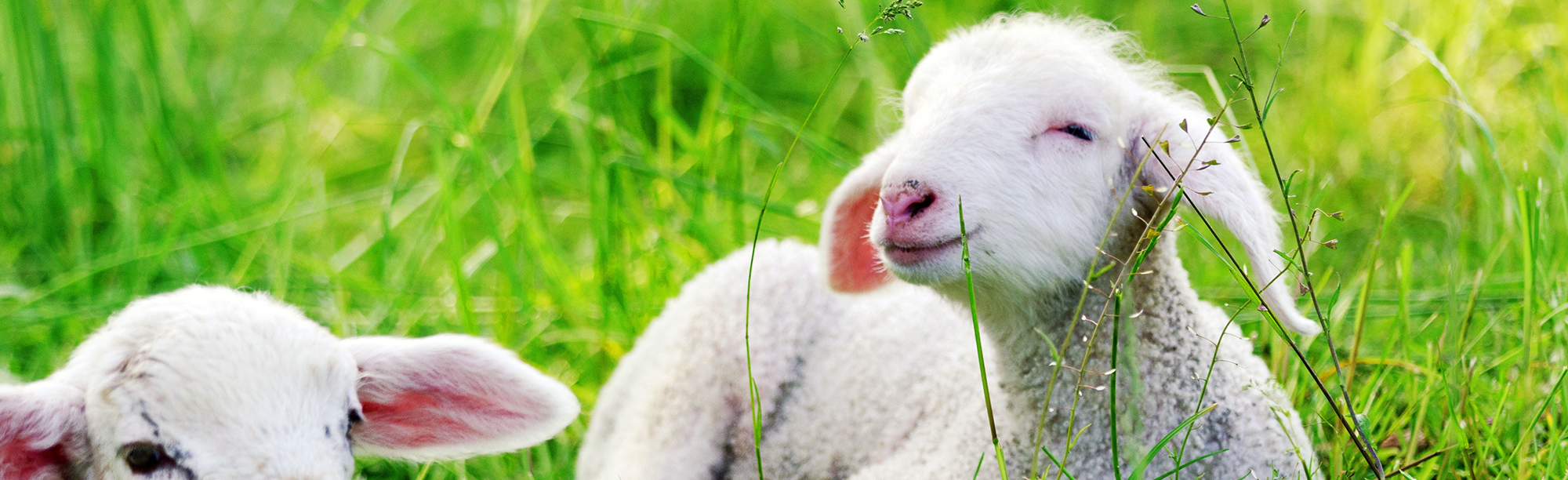 You're halting live exports