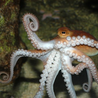 Great news for decapods and cephalopods!