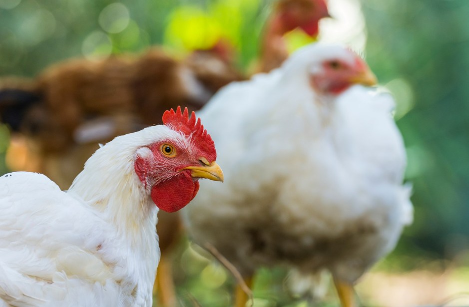 Changing the world for chickens