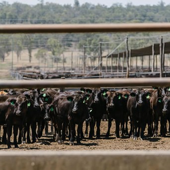 UK-Australia Free Trade Agreement: Terrible News for Farmed Animals