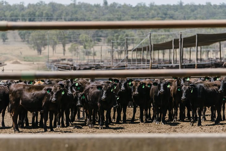 Australian Feedlot – ALQ Copyright – For Limited Uses Only