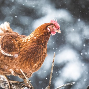 Top Tips for a Compassionate Christmas Feast