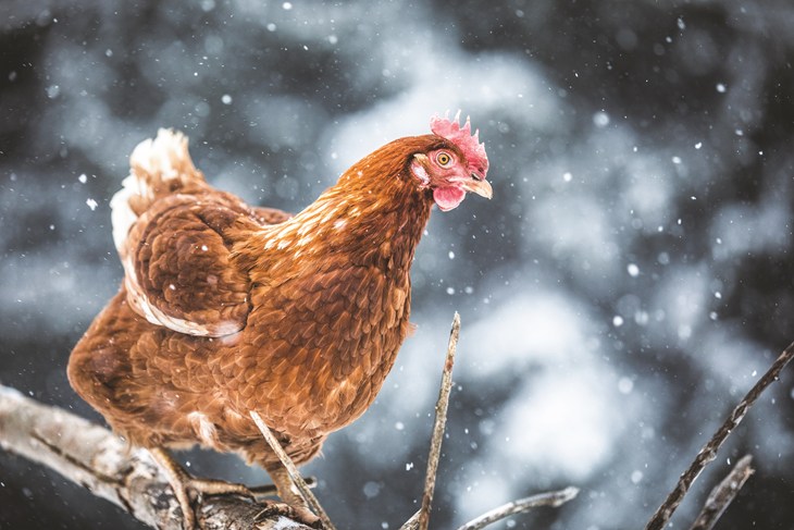 68227 Chicken In Snow © Istockphoto