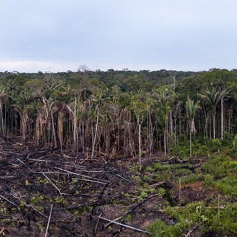 Studies Reveal Devastating Impact of Factory Farming