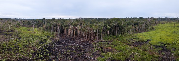 Deforestation Istock