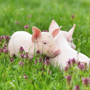A Step Closer to Re-establishing Animal Sentience in UK Law