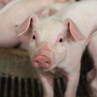 Compassion calls for major UK pig sector reform