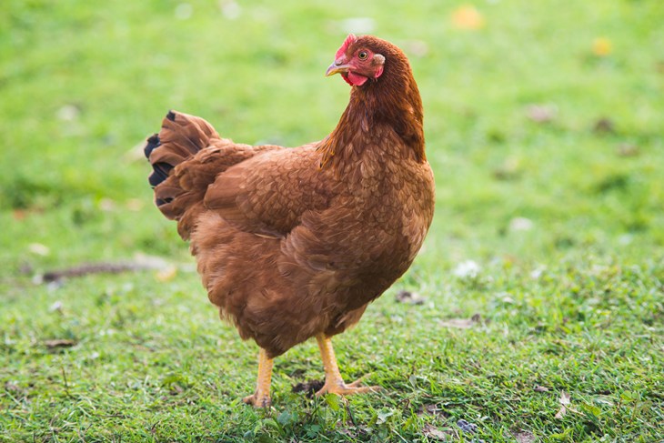 Rhode Island Hen