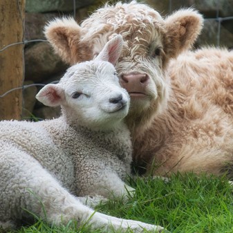 Your legacy for farmed animals