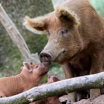 Celebrities urge MPs to back Animal Welfare (Sentience) Bill