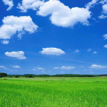 Momentous win sees animal welfare & environmental links recognised at UNEA 5