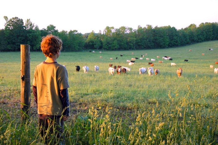 young boy looks at cows