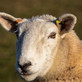 Joining Forces for Australian Animals