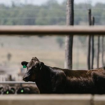 Coalition calls for core standards following UK-Australian trade deal