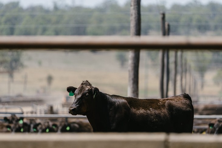 Cattle in an Australian feed lot