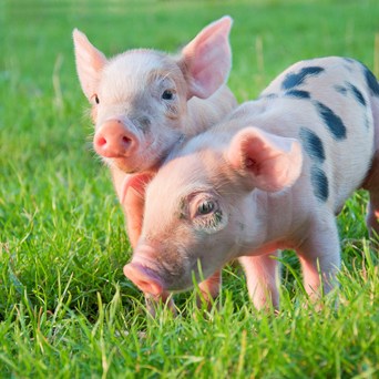 Campaigners and celebrities celebrate ‘landmark law’ as animal sentience Bill approved by Parliament