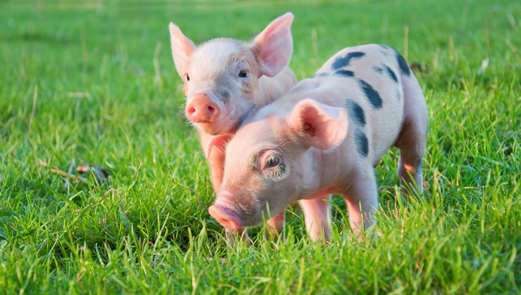 Piglets playing in a grass field