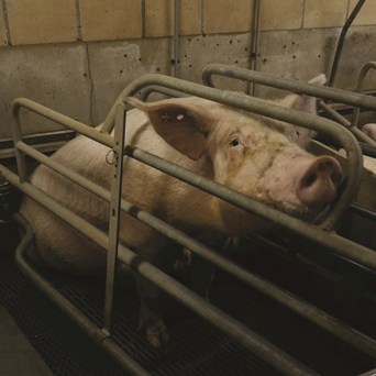 Animal Advocates Call on Banks to Stop Funding Industrial Farm Systems