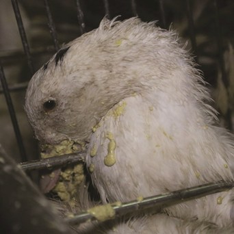 A Disappointing Queen’s Speech